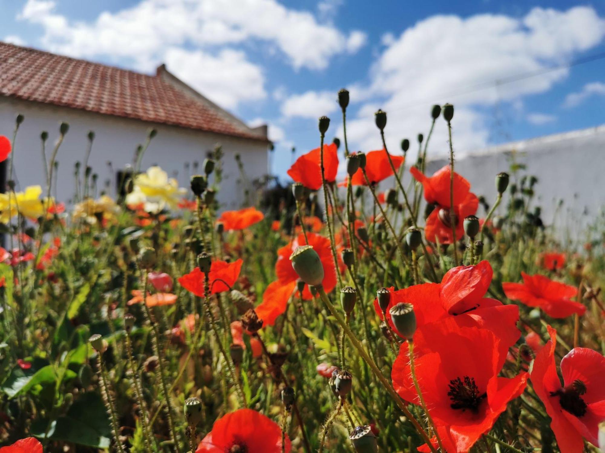 Al Mar Guesthouse São Luis Eksteriør billede
